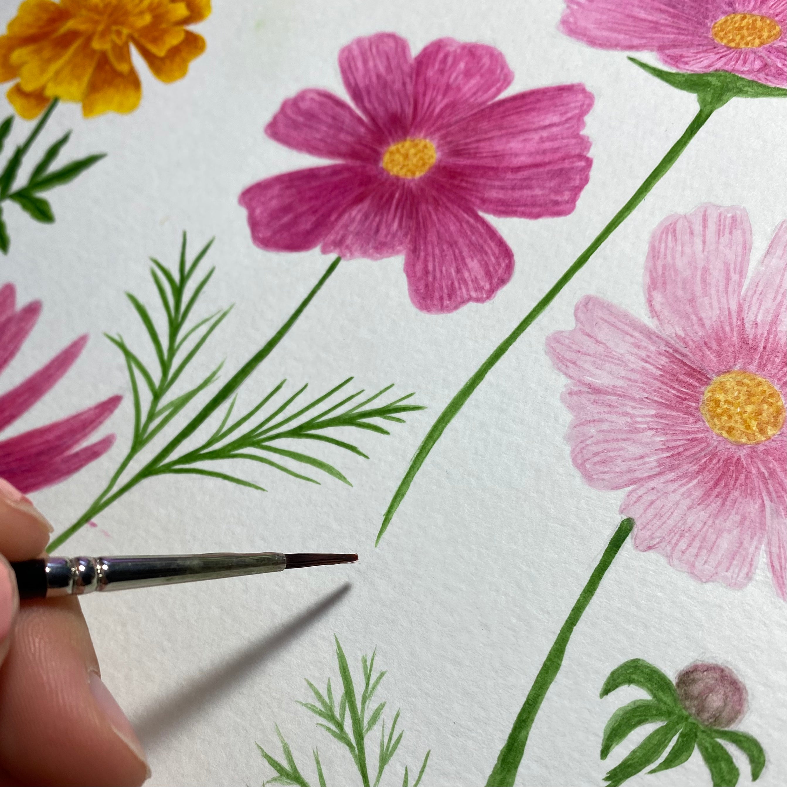Pink cosmos flowers hand painted with watercolours by Sofia Papa Designs